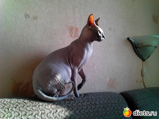 3 фото: Мой котэ!