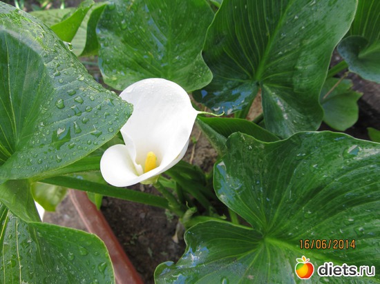 86 ����: �����-����-����� 2013 - 2015