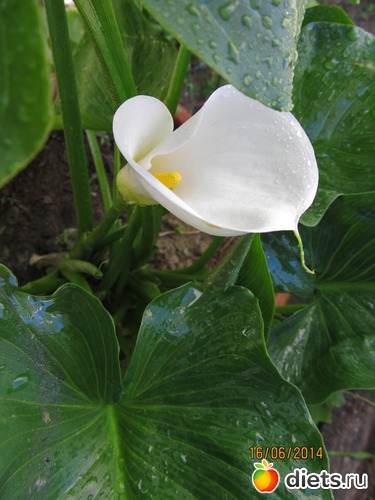 87 ����: �����-����-����� 2013 - 2015