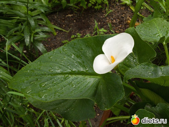 88 ����: �����-����-����� 2013 - 2015