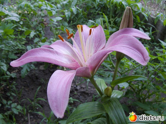 91 ����: �����-����-����� 2013 - 2015