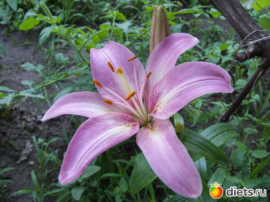 92 ����: �����-����-����� 2013 - 2015