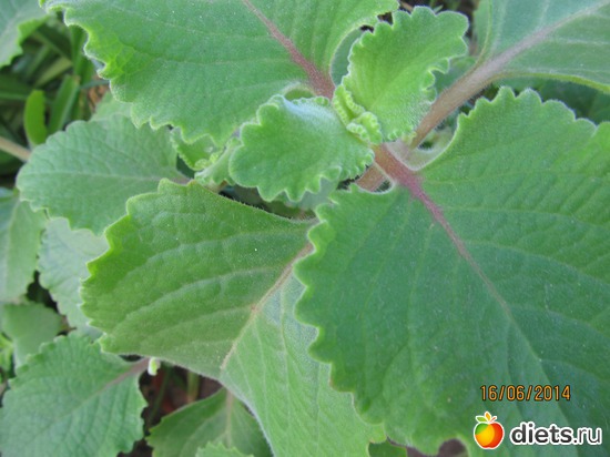 93 ����: �����-����-����� 2013 - 2015