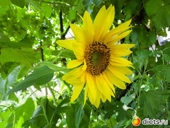 94 ����: �����-����-����� 2013 - 2015