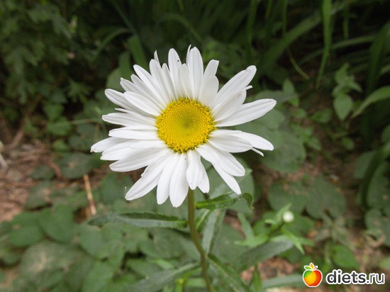 95 ����: �����-����-����� 2013 - 2015