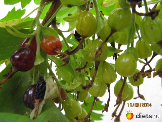 96 ����: �����-����-����� 2013 - 2015