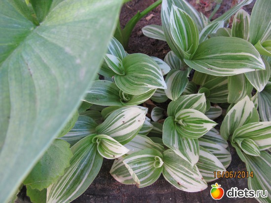 97 ����: �����-����-����� 2013 - 2015