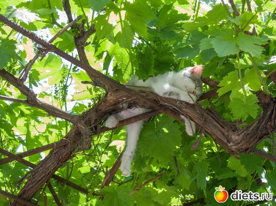 122 фото: кошки