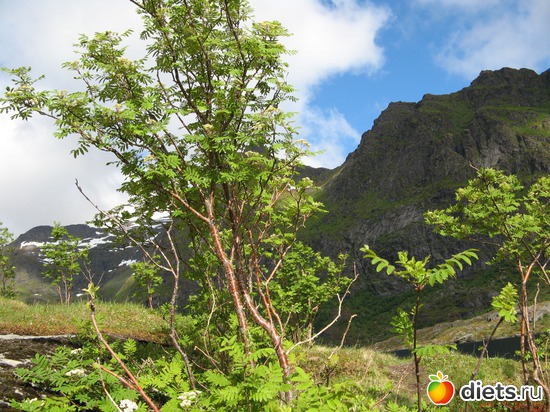 94 фото: Лофотены. Норвегия июнь 2014