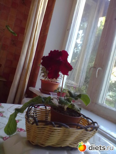 6 фото: Стрептокарпус