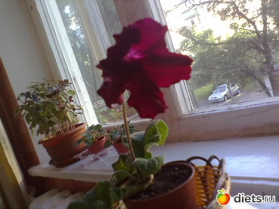 7 фото: Стрептокарпус