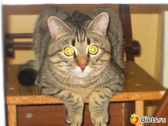 33 фото: Кашкай Котовский