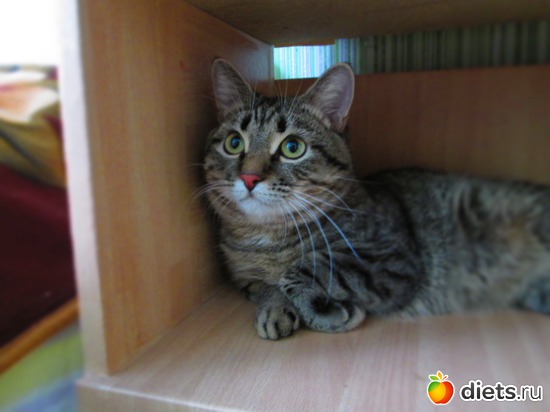 34 фото: Кашкай Котовский