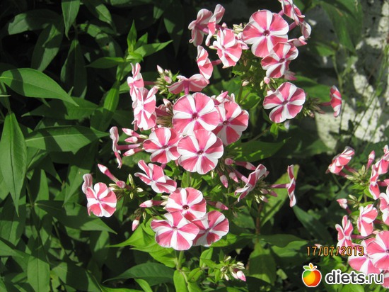 1 фото: Наши любимые флоксы!!!