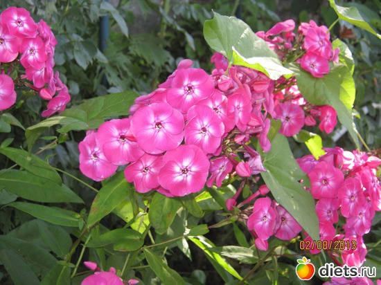 3 фото: Наши любимые флоксы!!!