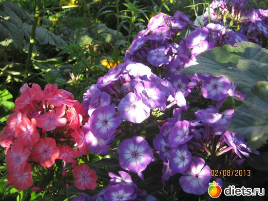 6 фото: Наши любимые флоксы!!!