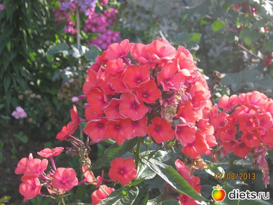 8 фото: Наши любимые флоксы!!!