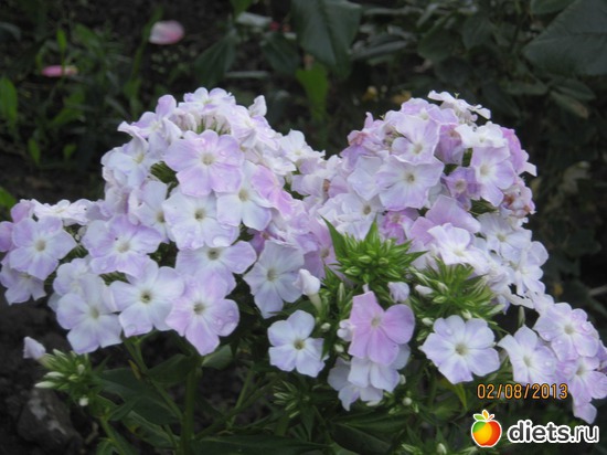 12 фото: Наши любимые флоксы!!!