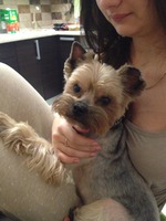 Реабилитационная стрижка моего Баксика...)))