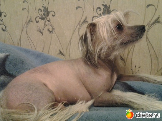 15 фото: любимчики