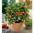 Как вырастить апельсиновое дерево из косточки.