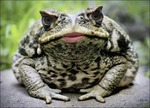 Боритесь с Жабой, которая душит