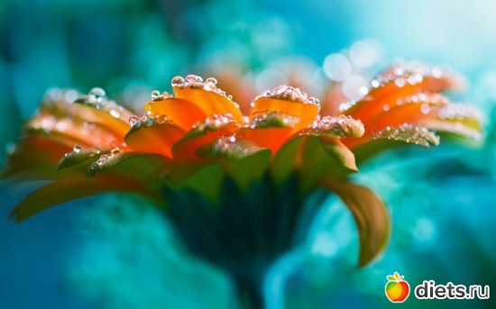 13 фото: Природа