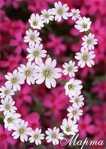 ����� ������� � 8 �����!!