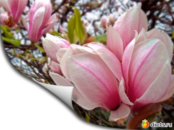 12.03., альбом: поздравляюс Д.Р.