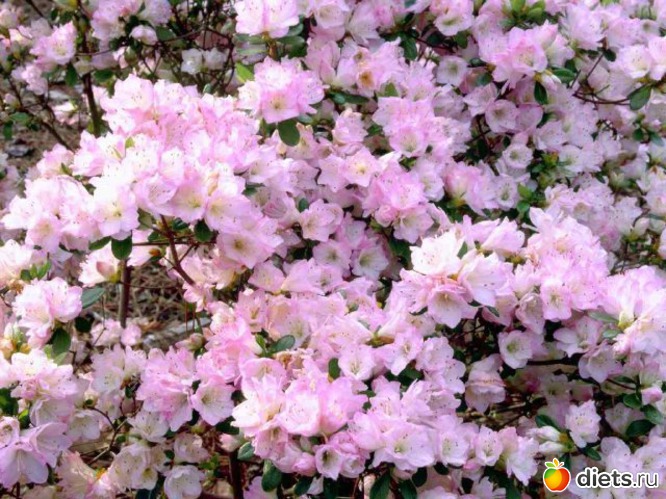 12.03., ������: ����������� �.�.