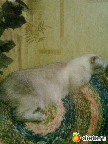 Счастливая старость . Даша, альбом: Мои дети хвостатые и полосатые.