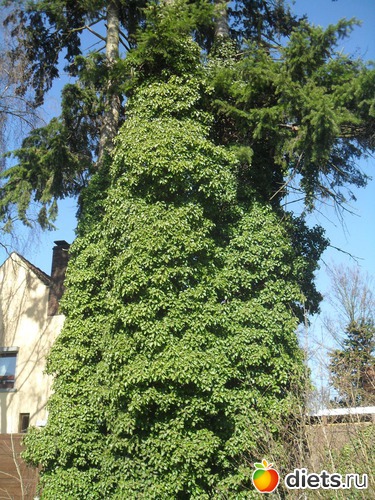 21 ����: ����� ������