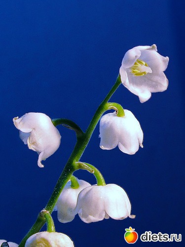 54 ����: �����-����-����� 2013 - 2015