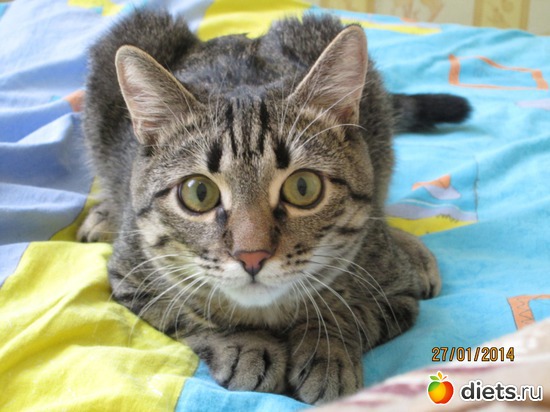 29 фото: Кашкай Котовский