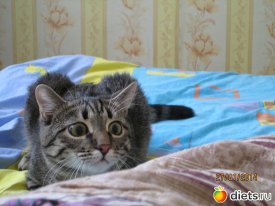 Кто там?, альбом: Кашкай Котовский