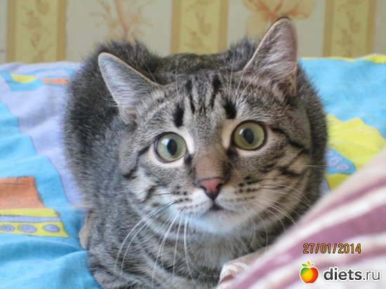 31 фото: Кашкай Котовский