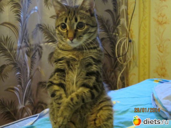 это я, альбом: Кашкай Котовский