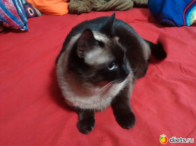 8 фото: кошака