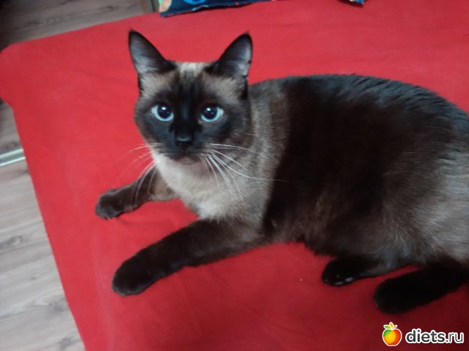 9 фото: кошака