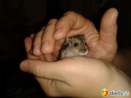 Джунгарский хомяк, альбом: Наша любимица Багира.
