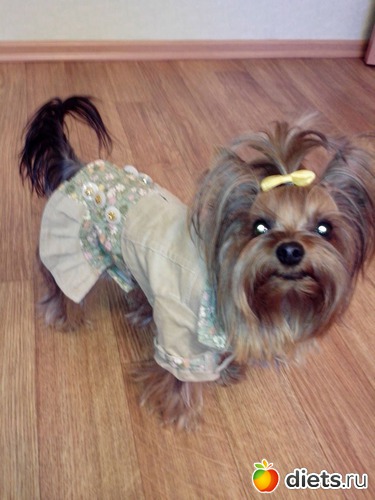 34 фото: Чудо на 4-ёх лапках Тори.