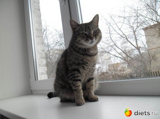 11 фото: Кошки