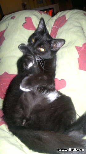 Маргоша, альбом: Котюня