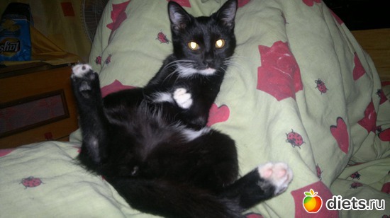 Маргоша, альбом: Котюня