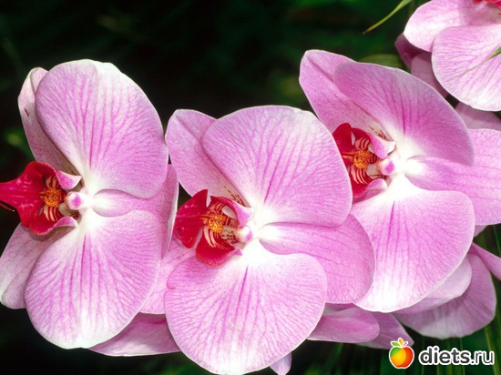 6 фото: цветы