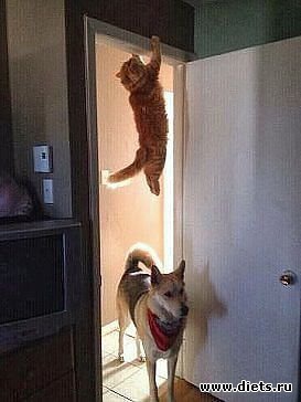 смешки для улыбки