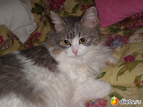 ��� ��������, ������: ����