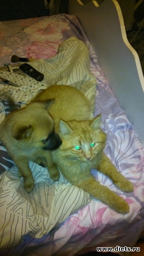 11 фото: котэ