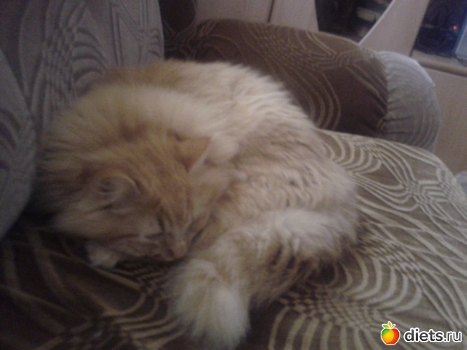 5 фото: котэ