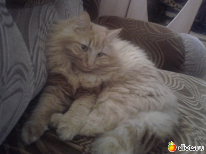 6 фото: котэ